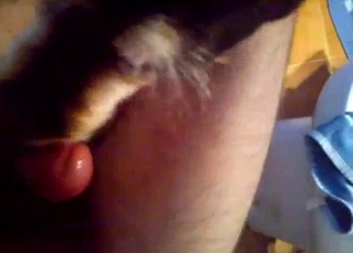 Sexy innocent dog licks my hard cock