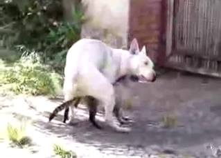 White dog is trying to fuck a real cat