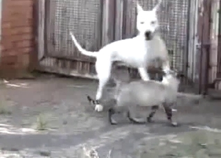 White dog is trying to fuck a real cat