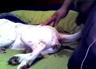 White doggy ass looks so freaking juicy