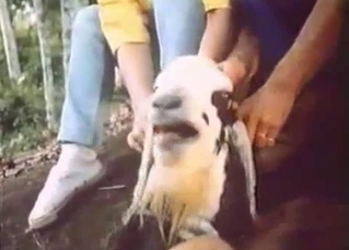 Cute sheep eats his corn on her pussy