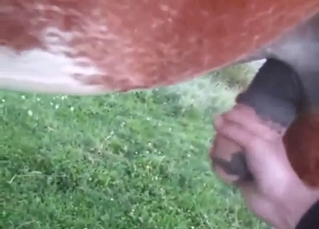 Dude gets to jerk off a horse in an outdoor vid