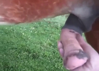 Dude gets to jerk off a horse in an outdoor vid
