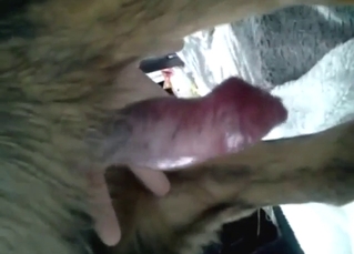 Dog is going to enjoy a hot jerk-off session here