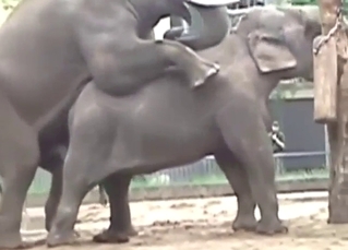 Elephant fucking with a slutty big beast taking it