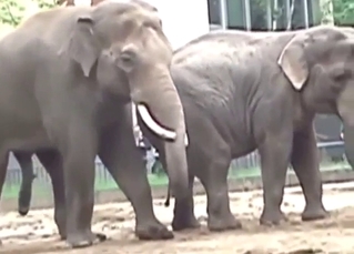Elephant fucking with a slutty big beast taking it