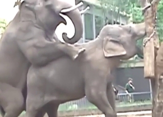 Elephant fucking with a slutty big beast taking it