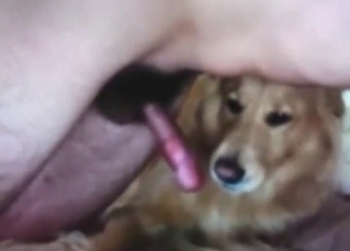 Dog is showing its awesome blowjob skills on cam