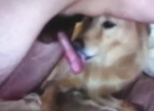 Dog is showing its awesome blowjob skills on cam