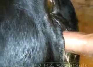 Dude is going to fuck a black cow's huge pussy