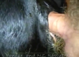 Dude is going to fuck a black cow's huge pussy