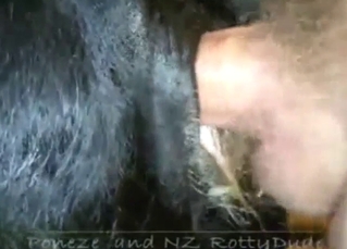 Dude is going to fuck a black cow's huge pussy