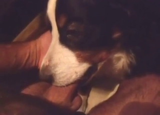 Doggy fuck with a seductive animal taking it