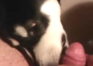 Guy whips out his penis and lets the dog lick it
