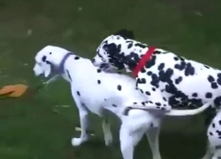 Dalmatian outdoor lust with plenty of doggystyle