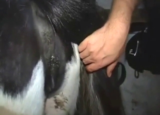 Animal-fucking dude is going to gape a cow too