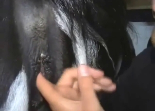 Animal-fucking dude is going to gape a cow too