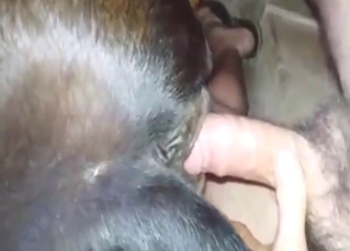 Cow gets fucked by a horny guy who wants orgasms