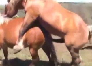 Horse is going to showcase its massive boner
