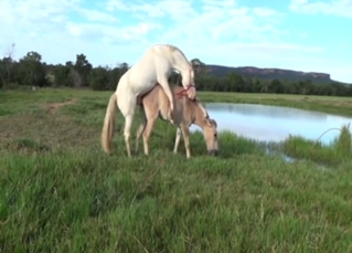 White horse has a nice cock for that mule vag