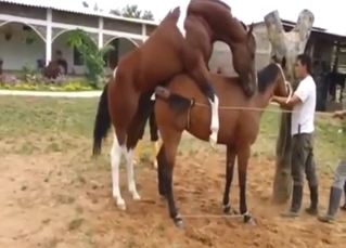 Outdoor horse fucking with sexy stallions outside