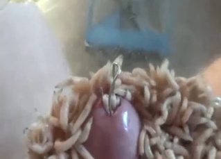 Maggots are going to kiss cock from every angle