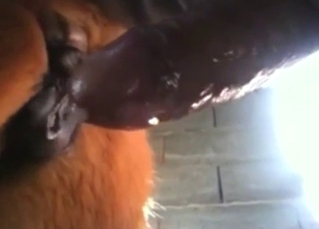 Guy is going to put a cock inside a horny mare