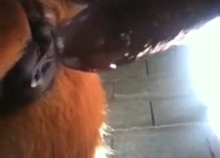 Guy is going to put a cock inside a horny mare