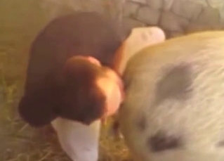 Dude buries his face in between those PIG cheeks