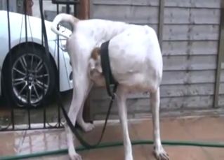 Dog shows a nice pink dick in a kinky porn movie