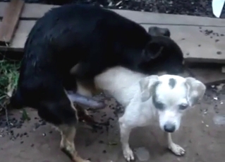 White dog getting humped by a sexy animal deeper