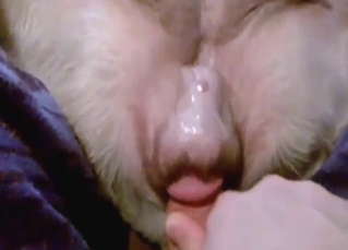 Dude is going to fuck a dog's wet hole in POV