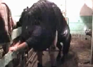 Horny horse enjoying farm fucking