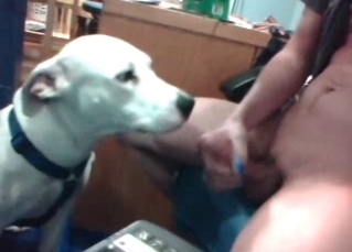 Throbbing boner licked by a dog