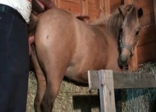 Horny animals enjoying anal fucking