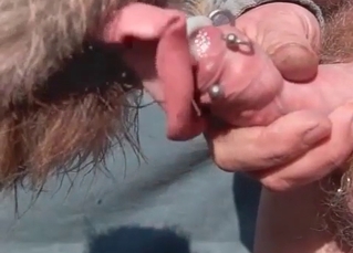 Dog servicing this pierced penis