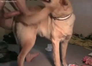 British doggo fucks a tight lass